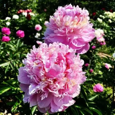 Пион ЛАВОН травянистый в Дзержинске