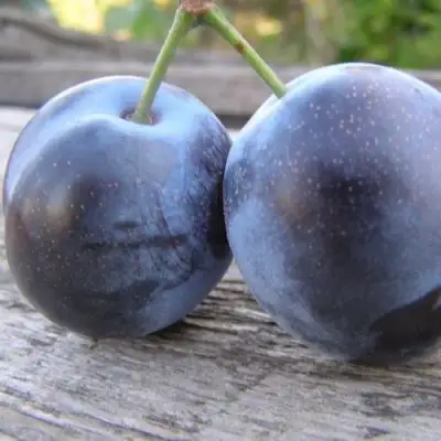 Слива БЛЮФРИ в Дзержинске