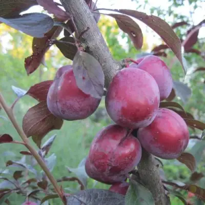 Слива ЛАМА в Дзержинске