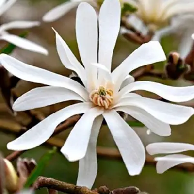 Магнолия СТЕЛЛАТА в Дзержинске