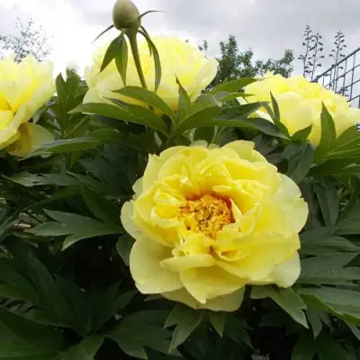 Пион БАРЦЕЛЛА (БАРТЗЕЛЛА) ито-гибрид в Дзержинске