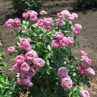 Роза МИСТИ БАБЛС спрей в Дзержинске