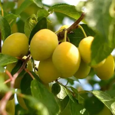 Слива ОЧАКОВСКАЯ ЖЕЛТАЯ в Дзержинске