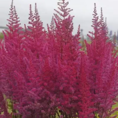 Астильба МАЙТИ ЧОКОЛАТ ЧЕРРИ китайская в Дзержинске