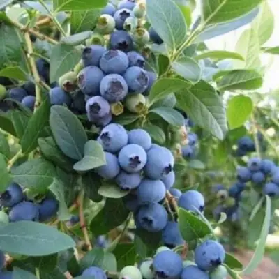 Голубика ЭЛЛИОТ в Дзержинске