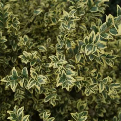 Самшит АУРЕАВАРИЕГАТА в Дзержинске