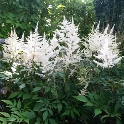 Астильба БРАУТШЛЕЙЕР Арендса в Дзержинске