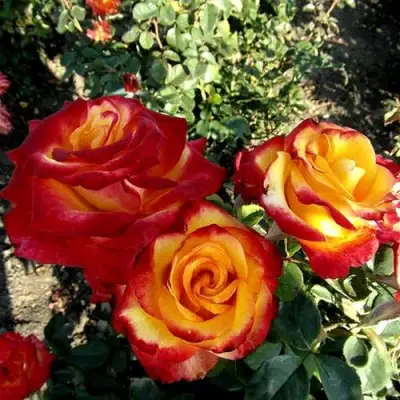 Роза ХАЙ МЭДЖИК чайно-гибридная в Дзержинске