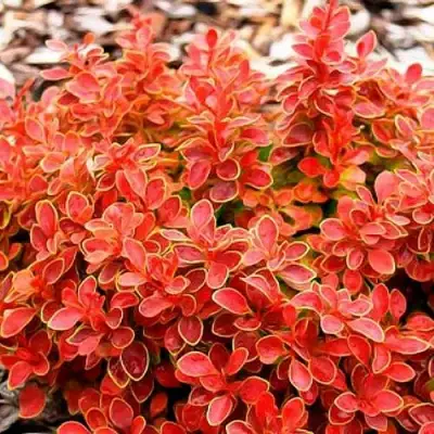 Барбарис КОРАЛ тунберга в Дзержинске