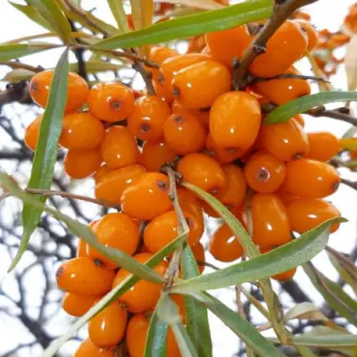 Облепиха КОСТЕР в Дзержинске