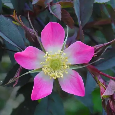 Роза сизая в Дзержинске