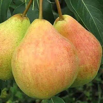 Груша ЛЮБИМИЦА ЯКОВЛЕВА в Дзержинске