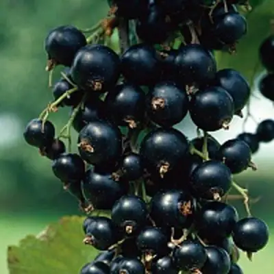 Смородина чёрная ВЕЛОЙ (ЛЕНИНГРАДСКАЯ СЛАДКАЯ) в Дзержинске