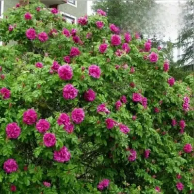 Шиповник ХАНСА в Дзержинске