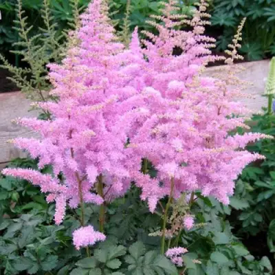 Астильба ГИАЦИНТ Арендса в Дзержинске