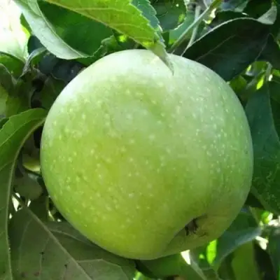 Яблоня РЕНЕТ СИМИРЕНКО в Дзержинске