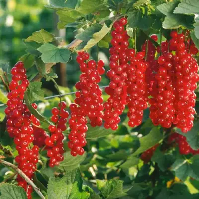 Смородина красная РУДНЕУС в Дзержинске