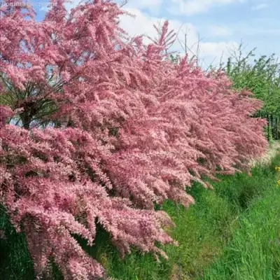 Тамарикс ПИНК КАСКАД в Дзержинске