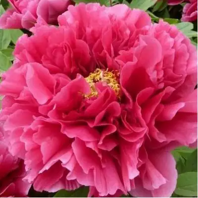 Пион КОРОЛЕВСКИЙ ЦВЕТОК древовидный в Дзержинске