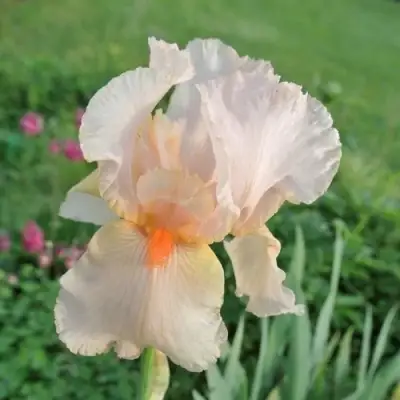 Ирис ПАТИ ДРЕСС бородатый в Дзержинске