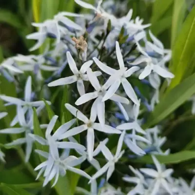 Амсония иволистная в Дзержинске