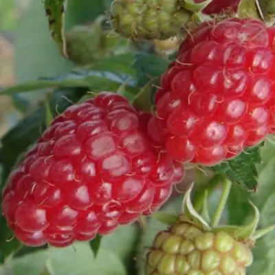 Малина РАДЗИЕВА в Дзержинске