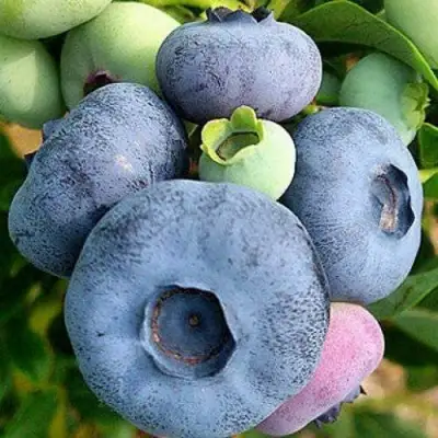 Голубика ПАТРИОТ в Дзержинске