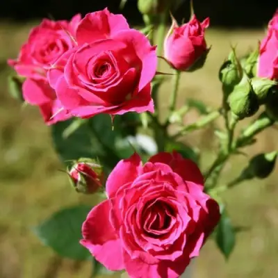 Роза ЛАВЛИ ЛИДИЯ спрей в Дзержинске