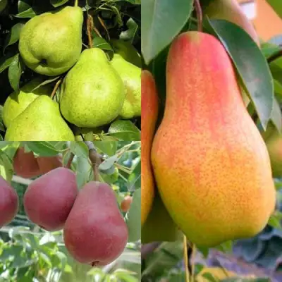 Комплект ГРУШЕВОЕ АССОРТИ в Дзержинске