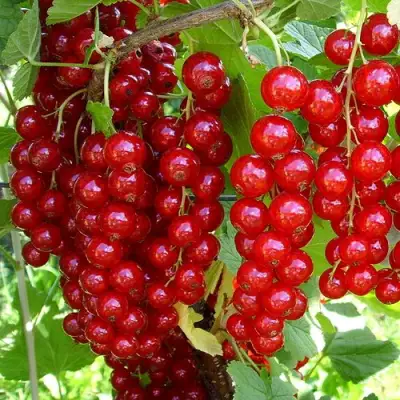 Смородина красная ЙОНКЕР ВАН ТЕТЦ в Дзержинске