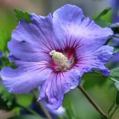 Гибискус МАРИНА сирийский в Дзержинске