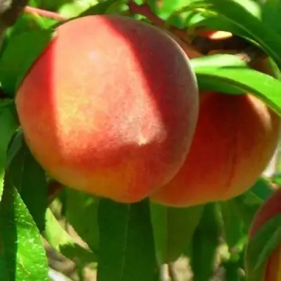 Персик РЕД ХЕВЕН в Дзержинске