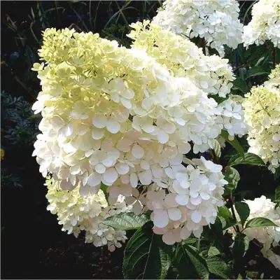 Гортензия ДИАМАНТИНО метельчатая в Дзержинске