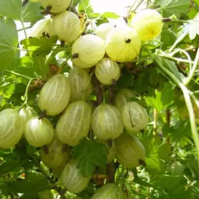 Крыжовник ИНВИКТА в Дзержинске