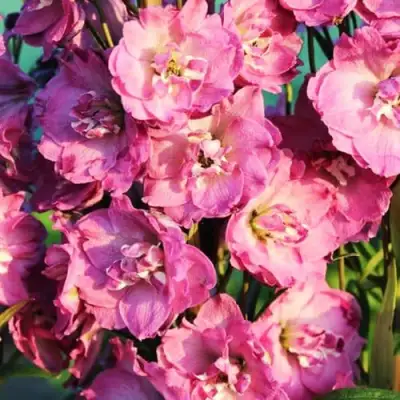 Дельфиниум ДЕЛЬФИС ПИНК ПАУЭ высокий в Дзержинске