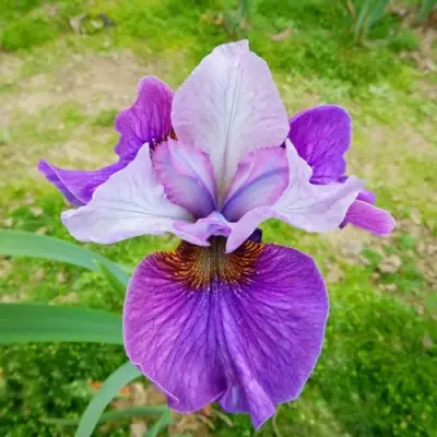 Ирис ЛАЙТ ОВ ХАРТ сибирский в Дзержинске