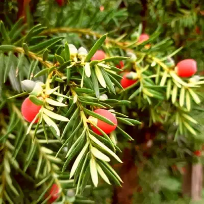 Тис ДАВИД ягодный в Дзержинске