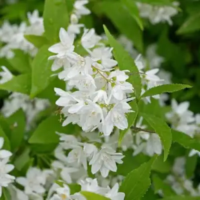 Дейция шершавая в Дзержинске