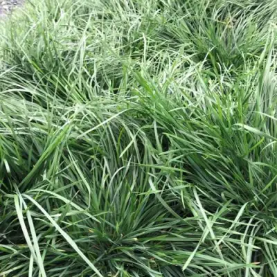 Щучка ГОЛДТАУ дернистая в Дзержинске