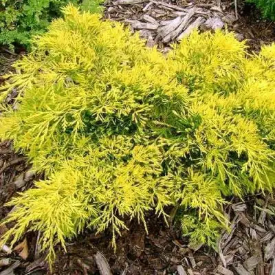 Можжевельник КИНГ ОФ СПРИНГ средний в Дзержинске