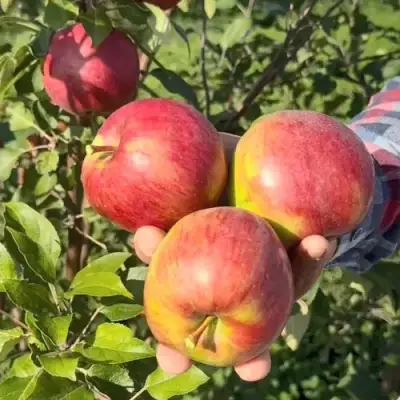 Яблоня ПОСПЕХ в Дзержинске