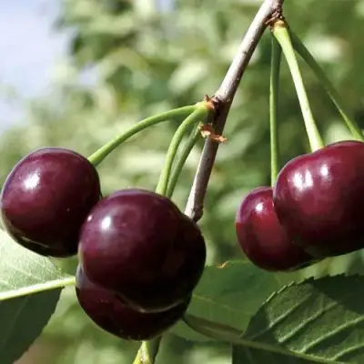 Дюк КСЕНИЯ (ЧЕРЕВИШНЯ) в Дзержинске