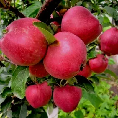 Яблоня РОЖДЕСТВЕНСКОЕ в Дзержинске