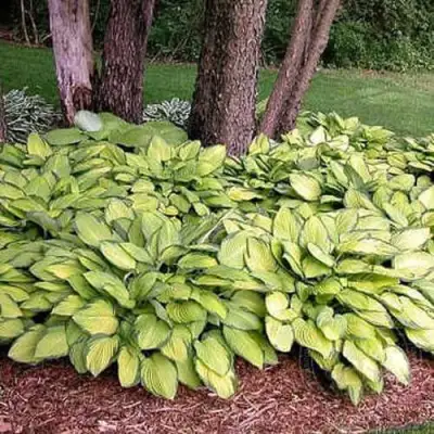 Хоста ГОЛД СТАНДАРТ Форчуна в Дзержинске