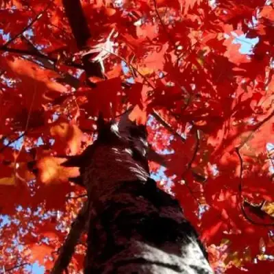 Дуб красный в Дзержинске