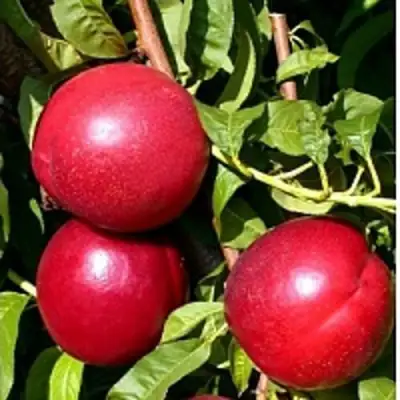 Нектарин ХАРКО в Дзержинске