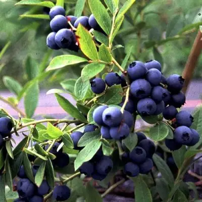 Голубика ДЖЕРСИ в Дзержинске