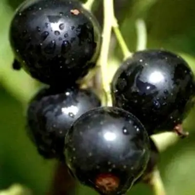 Смородина чёрная ВИНОГРАДНАЯ в Дзержинске