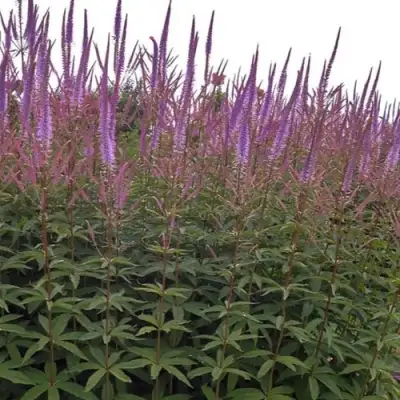 Вероникаструм ФАСЦИНЕЙШН в Дзержинске