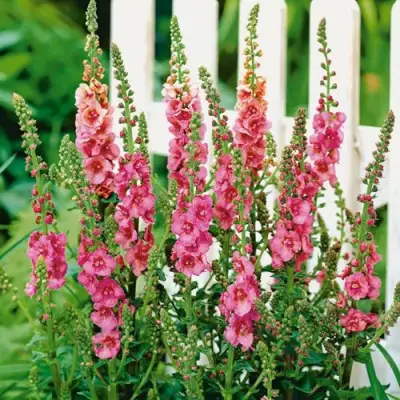 Коровяк ПИНК ДОМИНО гибридный (вербаскум) в Дзержинске